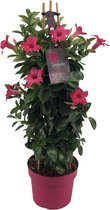 Plantenboetiek.nl | Mandevilla Sundaville Classic Pink In Toren (Dipladenia) - Ø19cm - 75cm hoog - Tuinplant