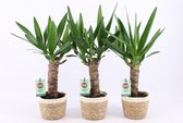 Kamerplanten van Botanicly – 3 × Palmlelie – Hoogte: 50 cm – Yucca