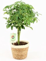 Kamerplant van Botanicly – Vingerboom – Hoogte: 35 cm – Schefflera arboricola Luseana