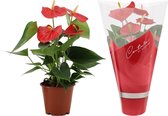 Kamerplant van Botanicly – Flamingoplant – Hoogte: 35 cm – Anthurium Esudo