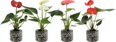 Bloemen van Botanicly – 4 × Flamingoplant – Hoogte: 15 cm – Anthurium