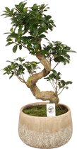 Bonsai van Botanicly – Ficus ginseng Bonsai – Hoogte: 80 cm