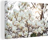 Canvas Schilderij Witte magnolia bloemen in bloei - 90x60 cm - Wanddecoratie