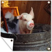 Posters de jardin Cochon lavé - 50x50 cm