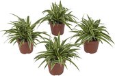 FloriaFor - Chlorophytum Ocean - - ↨ 20cm - ⌀ 12cm