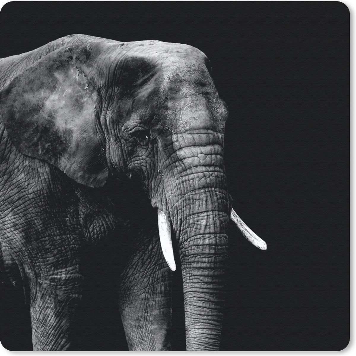 Muismat 30x30 cm - Mousepad Olifant - Dieren - Zwart - Wit - Muismatten