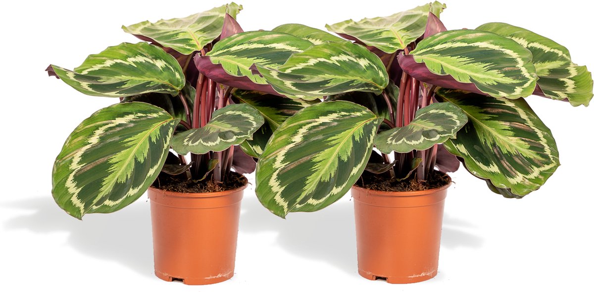 Calathea Medallion set van planten-40cm -Ø14 Groene Kamerplant