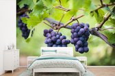 Behang - Fotobehang Trossen paarse druiven in de wijngaard - Breedte 390 cm x hoogte 260 cm