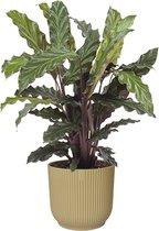 Calathea Rufibarba in ELHO Vibes Fold sierpot (botergeel) - Hoogte ↕ 45cm - Pot ∅ 14cm