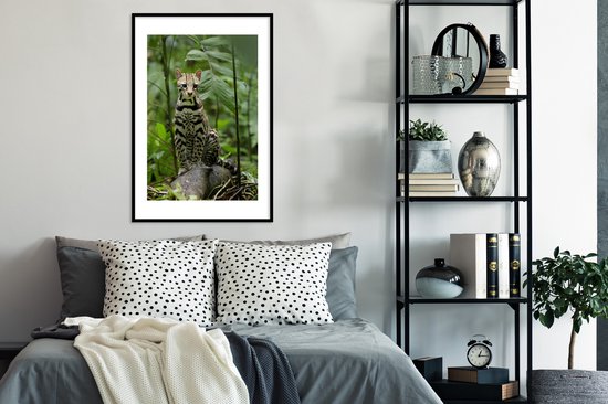 Affiche avec cadre Ocelot du Costa Rica - 60x90 cm