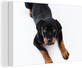 Canvas Schilderij Rottweiler puppy op een witte achtergrond - 120x80 cm - Wanddecoratie
