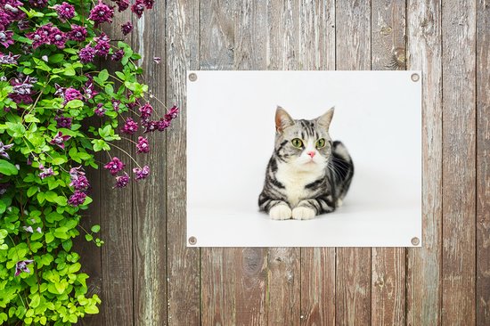 Affiche de jardin American Shorthair tacheté Argent 40x30 cm - petit - Toile de jardin / Toile d'extérieur / Peintures d'extérieur (décoration de jardin)