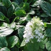 100 x Ajuga reptans Alba - Kruipend Zenegroen in 9x9cm pot met hoogte 5-10cm