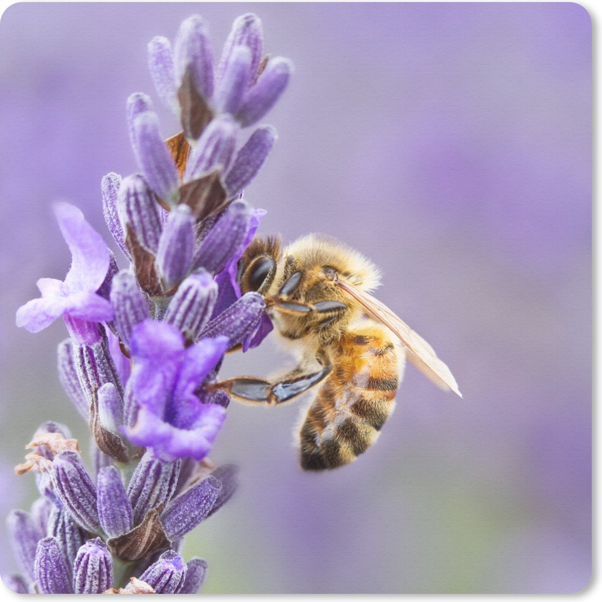 Muismat 20x20 cm - Mousepad Bij op lavendel - Muismatten