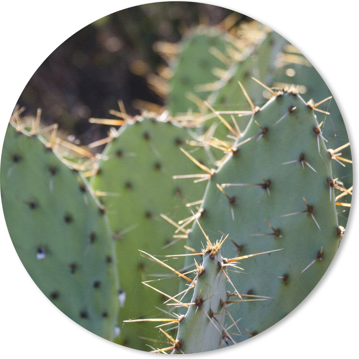 Muismat rond 40x40 cm - Mousepad Botanical Cactus Fotoprint - Ronde muismatten