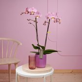 Optistar Padova orchidee roze in Molise lilac pot | Ø 12 cm | ↕ 55-65 cm