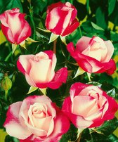 3x Rosa hybride "Nostalgie" | Rozenstruik winterhard | Rood-witte bloemen | Grootbloemig | Kale wortel planten | Leverhoogte 25-40cm