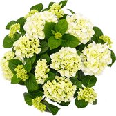Hortensia „Forever & Ever“ - Hydrangea macrophylla - Witte hortensia - Winterharde tuinplant ↑25-40m - Pot- Ø 16cm