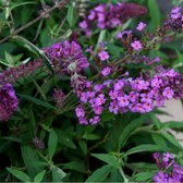 4 x Buddleja Free Petite 'Dark Pink' - Dwergvlinderstruik in C2 pot met hoogte 10-20cm