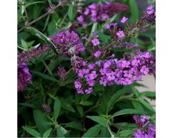 4 x Dwergvlinderstruik Dark Pink Roze - Laagblijvende Sierheester - Trekt Bijen en Vlinders aan - Buddleja Free Petite 'Dark Pink' in C2(liter) pot met hoogte 10-20cm