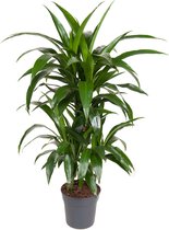 Kamerplant van Botanicly – Drakenboom – Hoogte: 100 cm – Dracaena fragr. Janet Craig