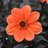 Dahlia Bishop of Oxford