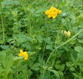 Moeras Rolklaver (Lotus uliginosis) - Vijverplant - 3 losse planten - Om zelf op te potten - Vijverplanten Webshop