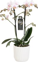 Amaglad Soft met White Ceramic 2 ↨ 45cm - planten - binnenplanten - buitenplanten - tuinplanten - potplanten - hangplanten - plantenbak - bomen - plantenspuit
