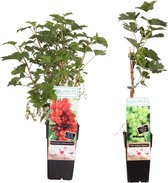Combinatiepakket Vitis Bianca (druif) en Ribes ‘Jonkheer van Tets’ (aalbes) ↨ 55cm - 2 stuks - planten - binnenplanten - buitenplanten - tuinplanten - potplanten - hangplanten - plantenbak - 