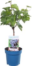 Blauwe druif 'Vitis Vinifera Nero' ↨ 70cm - hoge kwaliteit planten