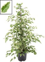 Ficus benjamina 'Twilight' ↨ 105cm - planten - binnenplanten - buitenplanten - tuinplanten - potplanten - hangplanten - plantenbak - bomen - plantenspuit