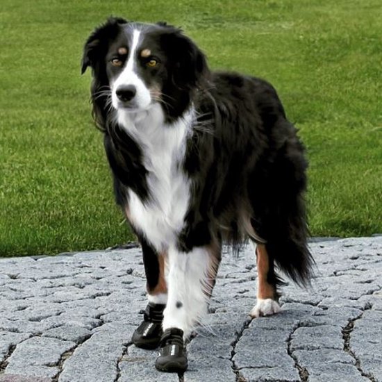 Een Australische herder draagt zwarte hondenschoenen, staand op een stenen pad.