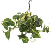 Philodendron Brasil (hangplant) - Hoogte ↕ 35cm - pot ∅ 14cm