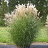 8 x Miscanthus sinensis Adagio - Prachtriet in C2 pot met hoogte 10-20cm