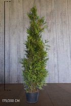 10 stuks | Reuzenlevensboom 'Martin' Pot 175-200 cm Extra kwaliteit - Compacte groei - Weinig onderhoud - Zeer winterhard
