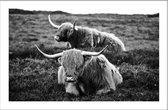 Walljar - Liggende Schotse Hooglanders - Dieren poster met lijst