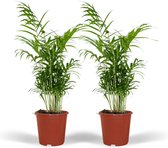 Plantenboetiek.nl | Chamaedorea Elegans - Mexicaanse Bergpalm | 2 stuks - Kamerplant - Hoogte 55cm - Potmaat 17cm