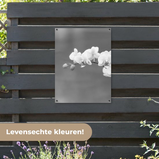 Tableau jardin Orchidée - Fleurs - Plante - Wit - Violet - 60x80 cm - Affiche jardin - Toile jardin - Affiche extérieur