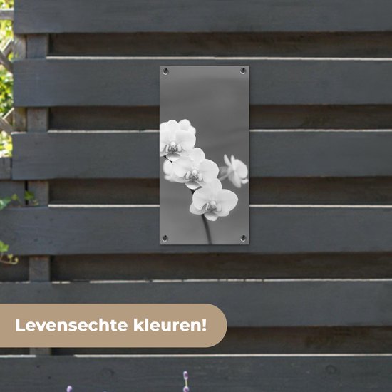 Poster de jardin Orchidée - Fleurs - Plante - Wit - Violet - 30x60 cm - Toile jardin - Poster extérieur