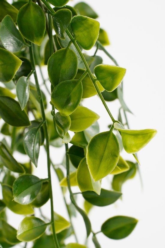 Close-up van groene, glanzende bladeren van een hangplant.