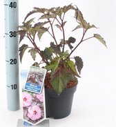 1 stuk(s) | Hibiscus moscheutos Carousel Pink Candy C2 30-40 cm (Altheastruik)