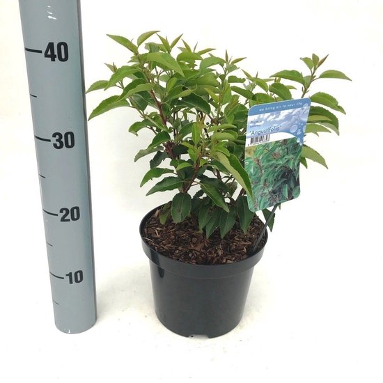 Een jonge Portugese laurier 'Angustifolia' plant in een pot met een label, naast een meetlat.