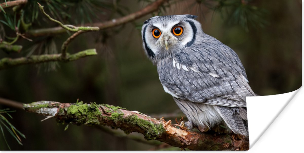 Poster Uil - Vogel - Takken - Natuur - 150x75 cm