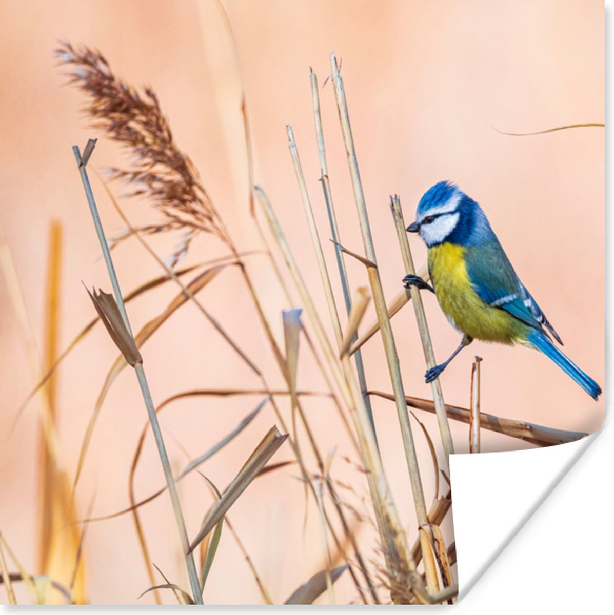 Poster Vogel - Pimpelmees - Riet - 75x75 cm