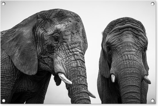 Tuinposters buiten Nieuwsgierige olifanten in zwart-wit - 90x60 cm - Tuindoek - Buitenposter