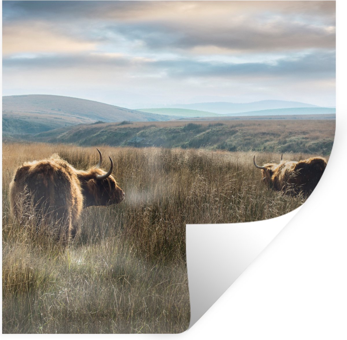 Muurstickers - Sticker Folie - Schotse Hooglanders - Mist - Gras - 100x100 cm - Plakfolie 