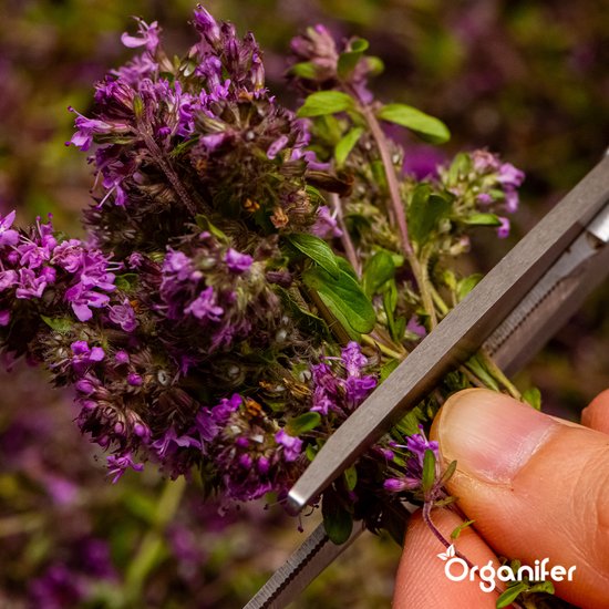 Kruidenzaden Pakket - Moestuinzaden - Kruiden Zaden - Moestuin Pakket - Rozemarijn Plant - Citroenmelisse - Basilicum Zaden - Munt Zaden - Kruiden Zaadjes - 12 Essentiële Soorten