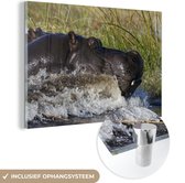 MuchoWow® Glasschilderij 120x80 cm - Schilderij acrylglas - Nijlpaard - Water - Gras - Foto op glas - Schilderijen