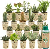 vdvelde.com - Mini Cactussen en Vetplantjes Mix - 20 stuks - Ø 6 cm - Hoogte 8-15 cm - Cactus plant en Succulenten mix + Flesje 250ml Speciale Kwekers Cactus Voeding