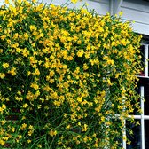 Jasminum - Winter Jasmijn geel - Set van 2 - ↑ 55-56cm - Ø 15cm